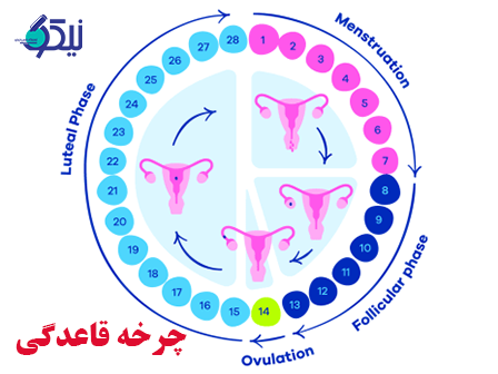 ​​چرخه قاعدگی 