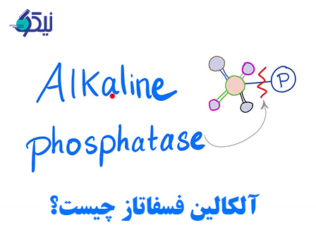 آیا آزمایش آلکالین فسفاتاز در آزمایشگاه مجهز تهران انجام‌ می شود؟