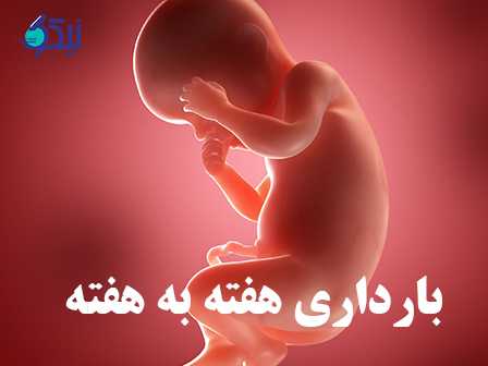 خبرنامه بارداری هفته به هفنه